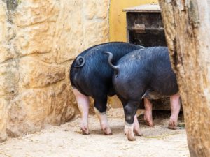 Pig Piggy Bank Ass Tail Black  - martin_hetto / Pixabay