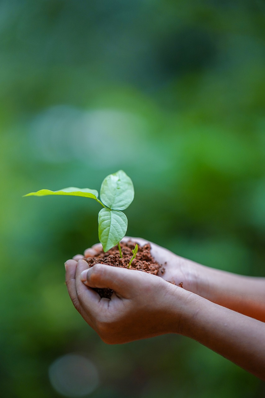 Hands Soil Plant Environment - shameersrk / Pixabay